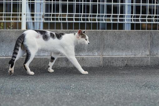 一点を見つめて歩く牛柄猫 牛柄猫,cawcat,ハチワレ猫の写真素材