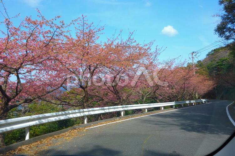 サクラの街路樹 桜,河津桜,車窓の写真素材