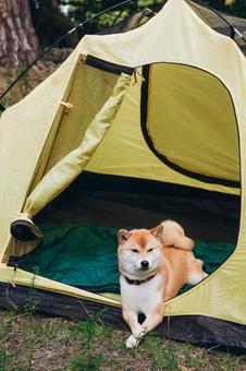テント前でこちらを見る犬の写真