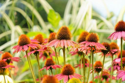 エキナセア エキナセア エキナセア,ピンクの花,きれいな花の写真素材