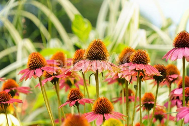 エキナセア エキナセア,ピンクの花,きれいな花の写真素材