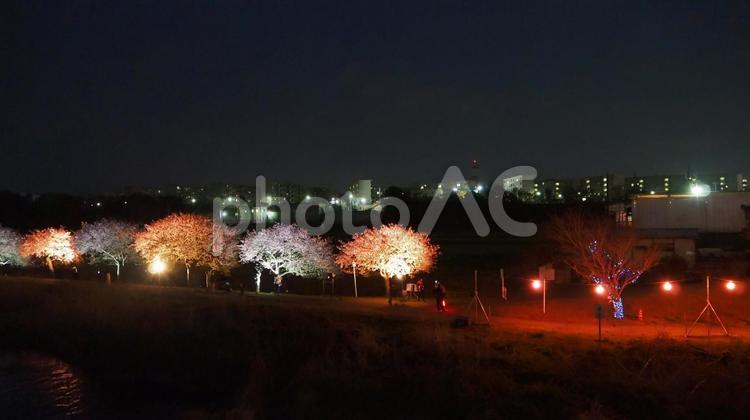 新川河畔の夜桜・八千代千本桜（八千代市） 春,夜桜,八千代千本桜の写真素材