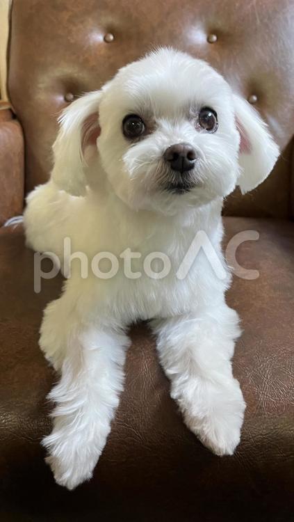 かわいい犬 顔アップ,小型犬,見つめるの写真素材