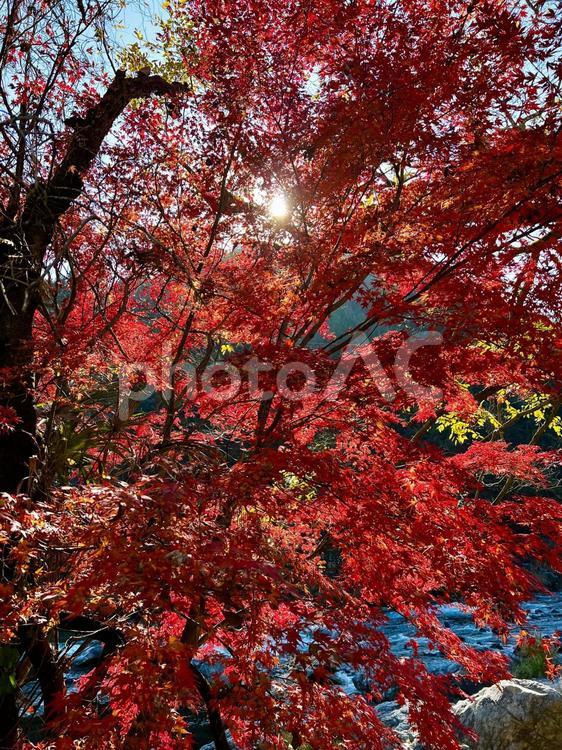 赤もみじ  木漏れ日 もみじ,秋,赤の写真素材
