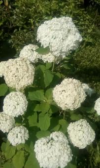 White hydrangea, JPG