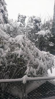 雪 雪の写真