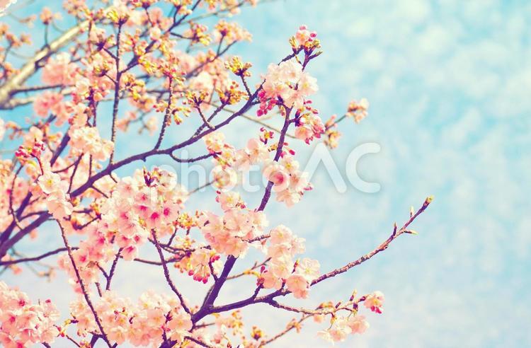 桜と淡い青空で春の爽やかなイメージ素材 桜,満開,花見の写真素材