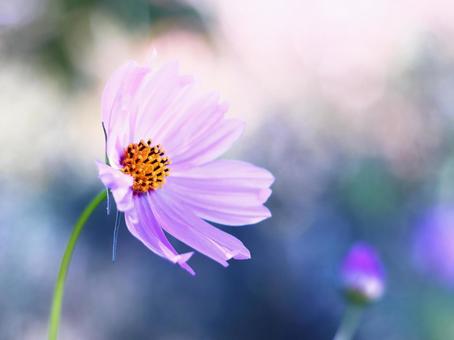 美しいピンクのコスモスの花 美しいピンクのコスモスの花の写真