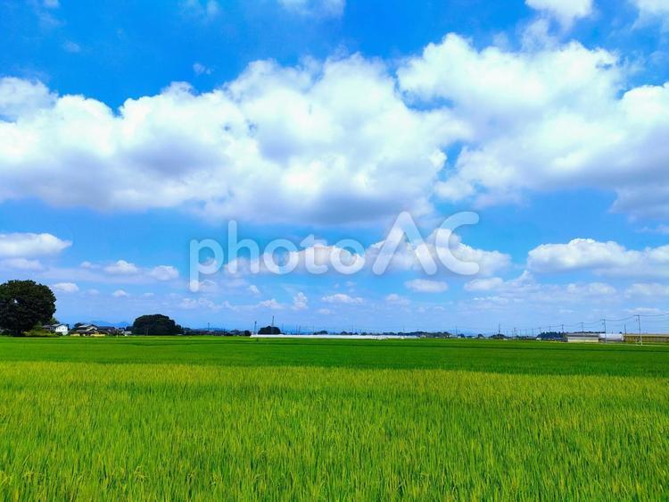 青空の下に広がる田園風景 青空,雲,空の写真素材