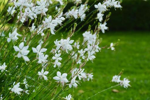 ガウラの花 ガウラの花の写真