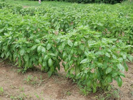 バジル バジル,ハーブ,花の写真素材