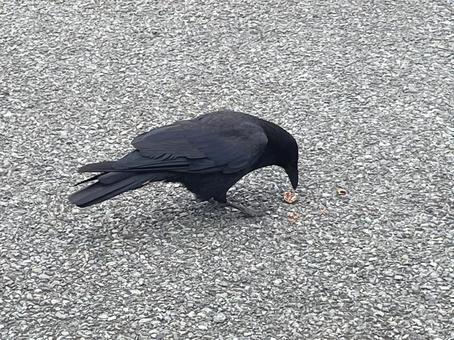 カラス カラスの写真