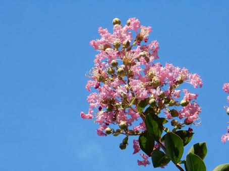 【花の写真】ピンクの百日紅 【花の写真】ピンクの百日紅の写真