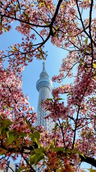 March 2024 Sky Tree and cherry blossoms, JPG March 2024 Sky Tree and cherry blossoms, JPG