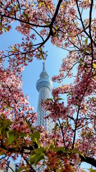 March 2024 Sky Tree and cherry blossoms, JPG