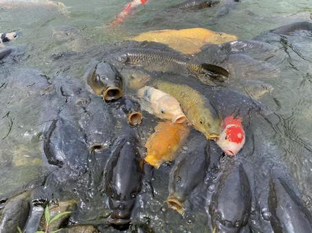 たくさんの鯉 たくさんの鯉 鯉,コイ,魚の写真素材