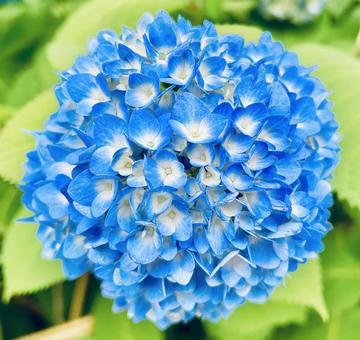 Photo, hydrangea, flower, leaf, 