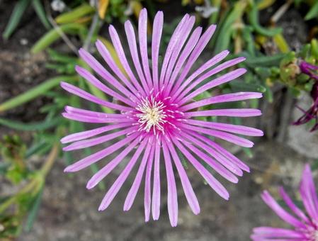 【花の写真】マツバギク（松葉菊） マツバギク,松葉菊,植物の写真素材