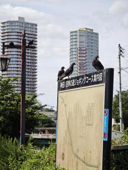 ジョギングコース案内板と都会の鳩 案内板,ジョギングコース,神田川の写真素材