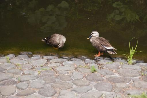 Photo, cargamo, bird, wild bird, 