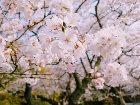 春の訪れ。の写真