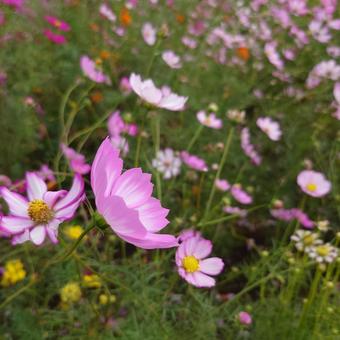 コスモス コスモス,花,秋の写真素材