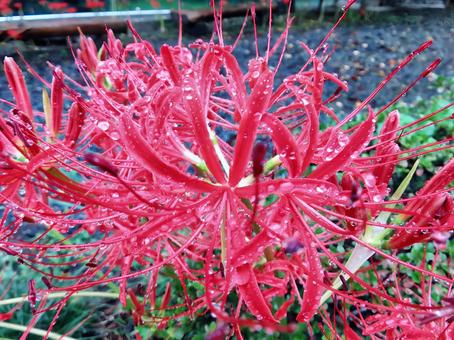 Photo, cluster amaryllis, rain, red, 