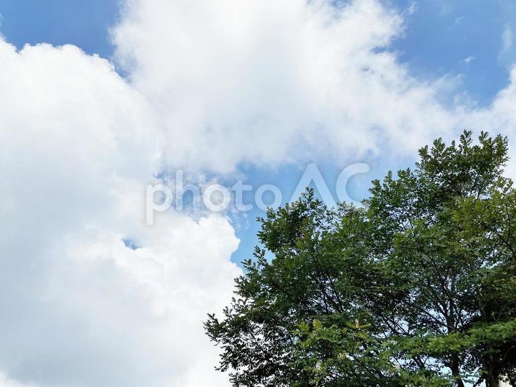 夏の青空と木の葉 夏空,木,青空の写真素材