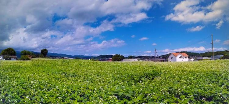 夏の花畑 夏の花畑の写真
