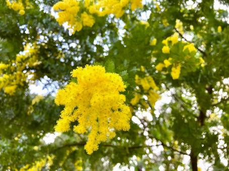 ミモザの花　やさしい黄色 ミモザ,花,春の写真素材