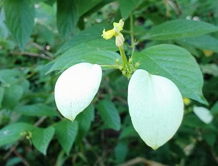 コンロンカの写真