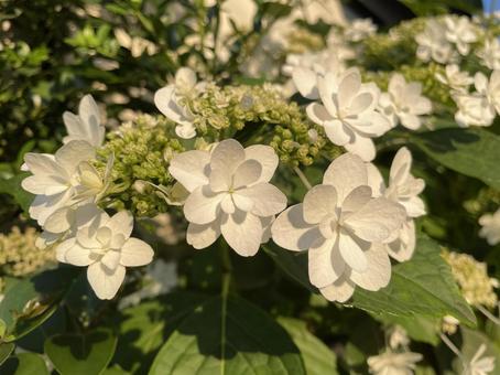 白いアジサイ 白いアジサイ 白い花,紫陽花,花の写真素材