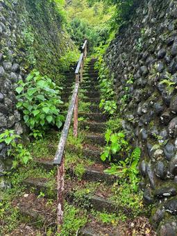自然の階段 階段,自然,緑の写真素材
