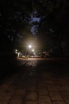 上野公園の夜道 上野公園の夜道の写真