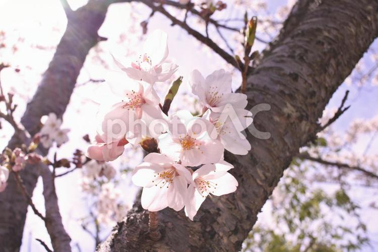 光を受ける淡い桜と空 桜,さくら,サクラの写真素材