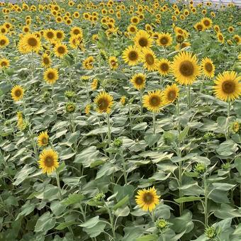 花★向日葵 ひまわり ヒマワリ 花★向日葵 ひまわり ヒマワリ 黄色,向日葵,ヒマワリの写真素材