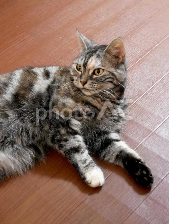 アメショのくーちゃん 動物,ねこ,ネコの写真素材