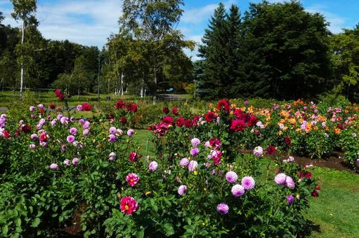 百合原公園のダリア園 ダリア,花,開花の写真素材