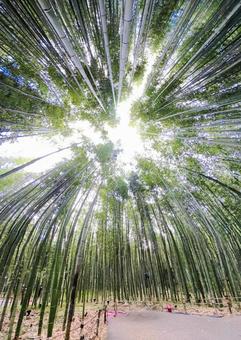 京都の竹林#1 京都の竹林#1 空,竹,青空の写真素材