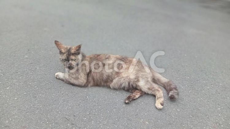 寝そべってこちらを見ている猫 動物,屋外,風景の写真素材