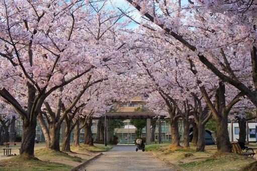 桜のトンネル 桜のトンネルの写真