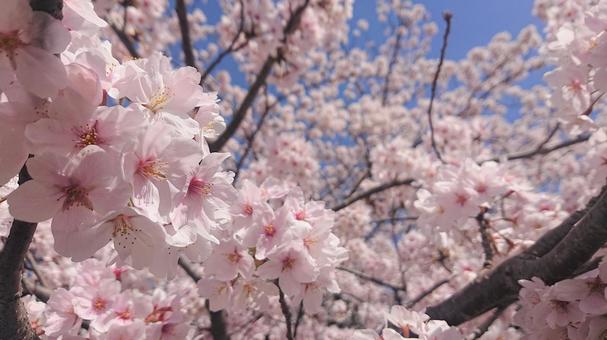 桜の写真