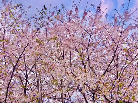 桜 桜の写真