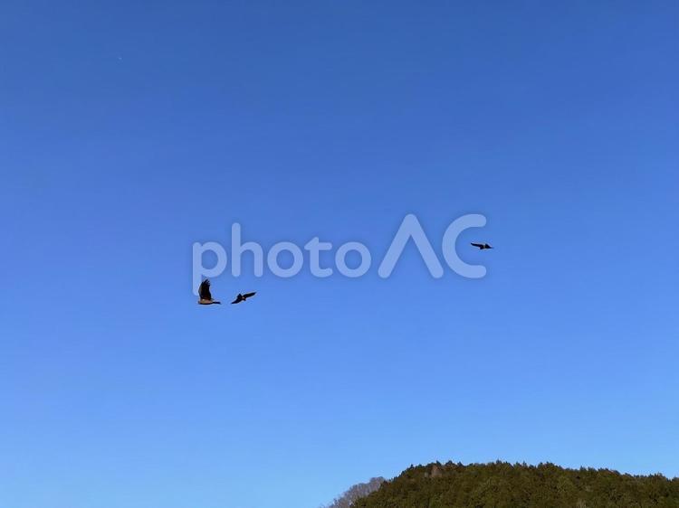 青空を飛ぶ3羽のとんび とび,とんび,鳶の写真素材