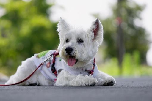小さな犬のポートレート(ウェスティ) 小さな犬のポートレート(ウェスティ) 犬,ウェスティ,ホワイトテリアの写真素材