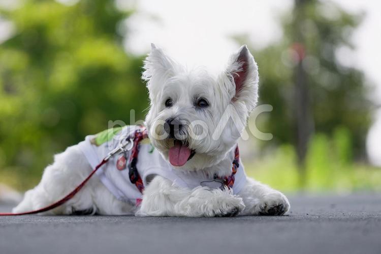 小さな犬のポートレート（ウェスティ） 犬,ウェスティ,ホワイトテリアの写真素材