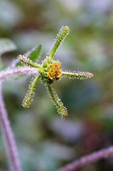 メナモミの写真