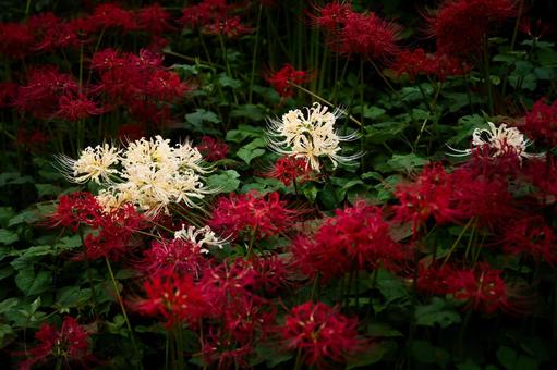 白が際立つ森の曼殊沙華 白が際立つ森の曼殊沙華 彼岸花,曼珠沙華,ヒガンバナの写真素材