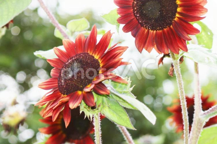 太陽を仰ぐ赤いひまわり ひまわり,赤,花の写真素材