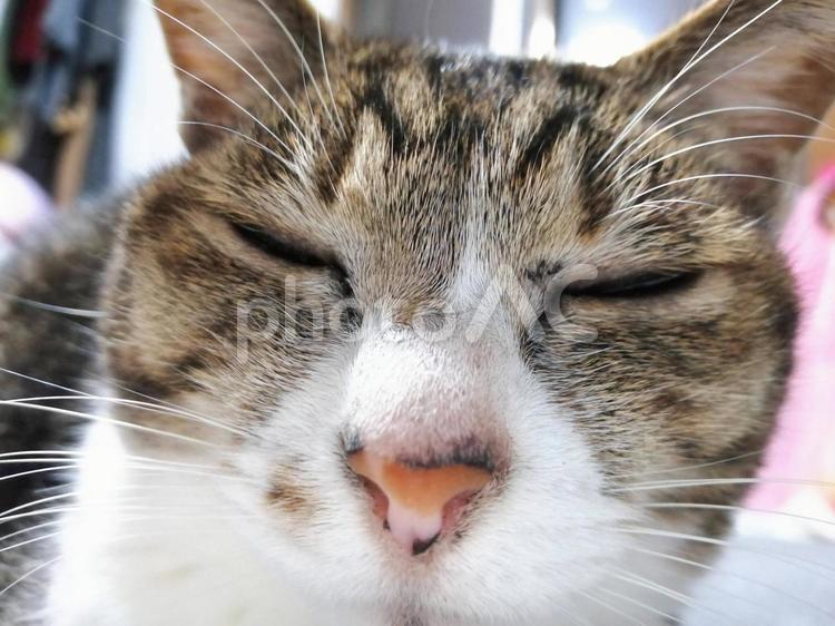 目を細める猫の顔のどアップ 猫,ペット,動物の写真素材